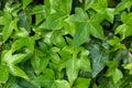 ÃÂ¡lose-up of Ivy Hedera leaves on the wall. Green background with fresh spring leaves Royalty Free Stock Photo